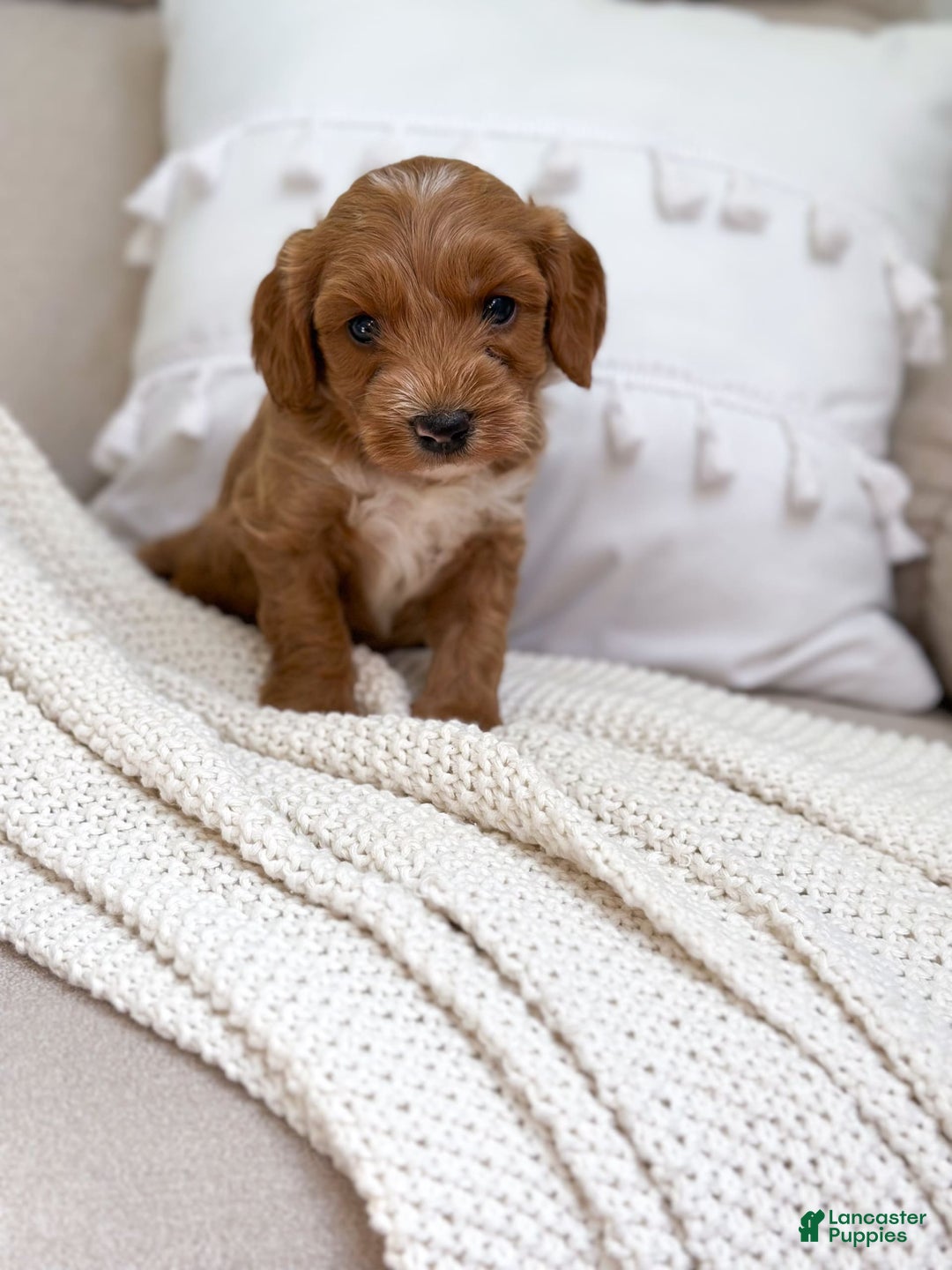 Mini Goldendoodle dogs for sale: Wave - Image 5