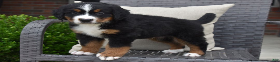 Jasper
