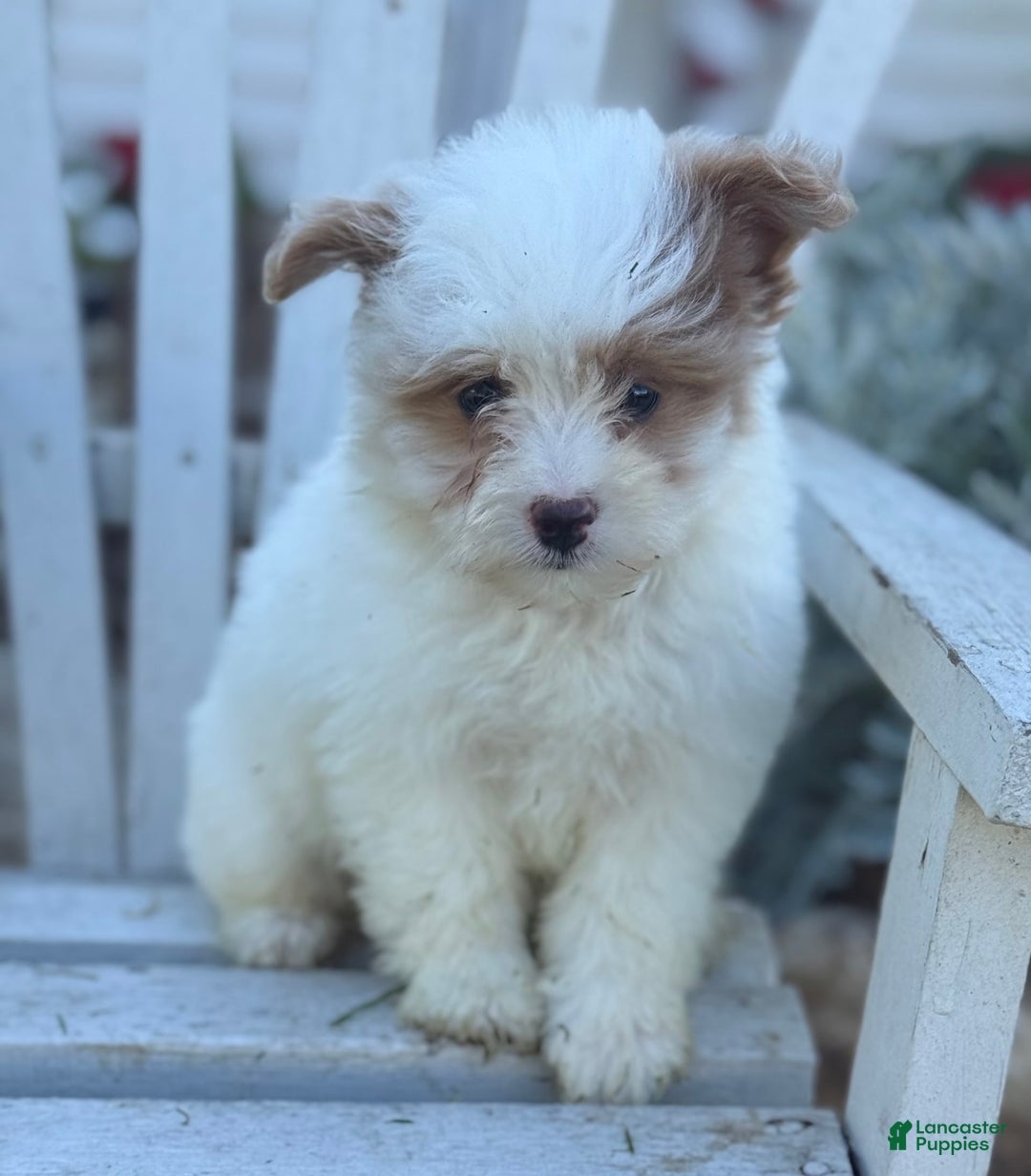 Miniature Poodle dogs for sale: Betsy - Image 7