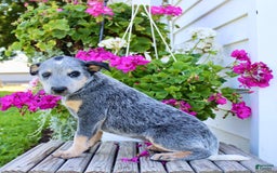 Australian Cattle Dog dogs for sale: Barbie - Image 6