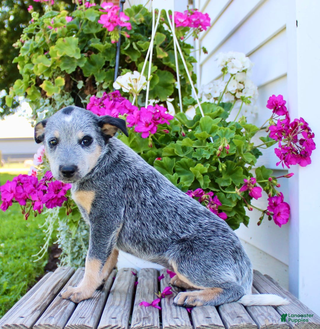 Australian Cattle Dog dogs for sale: Barbie - Image 6