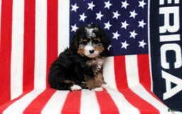 Mini Bernedoodle dogs for sale: William - Image 4
