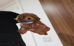 Toy Poodle dogs for sale: Mick Teacup 6lbs Adult Size - Image 2