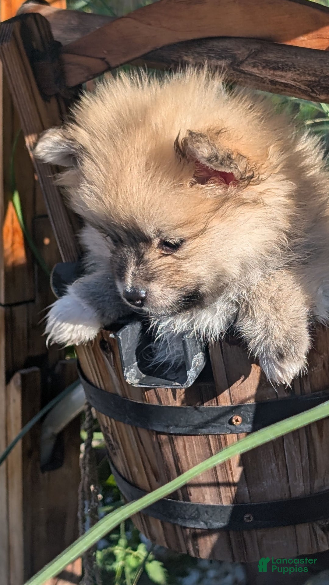 Pomeranian dogs for sale: Bear - Image 2