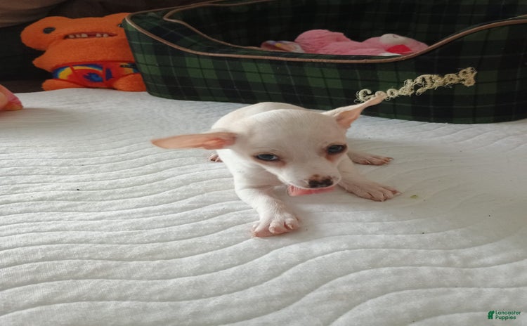 Chihuahua dogs for sale - Ad 1