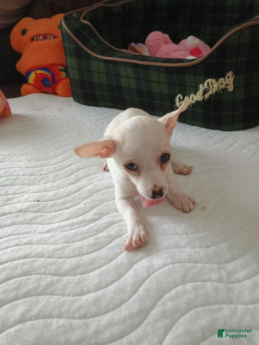 Chihuahua dogs for sale: Butters. Toy - Image 1