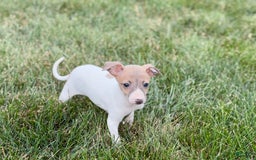Italian Greyhound dogs for sale: Noel - Image 7