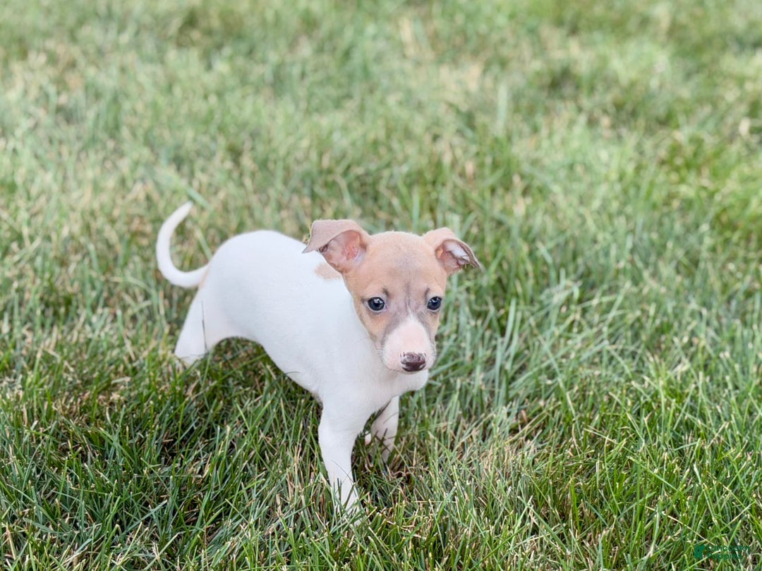 Italian Greyhound dogs for sale: Noel - Image 7