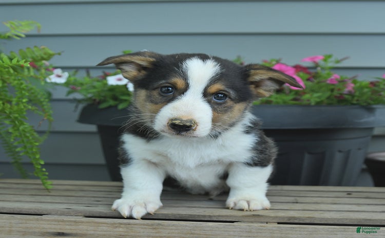 Welsh Corgi Pembroke dogs - Advert 19