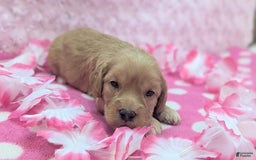 Cockapoo dogs for sale: Lydia - Image 7