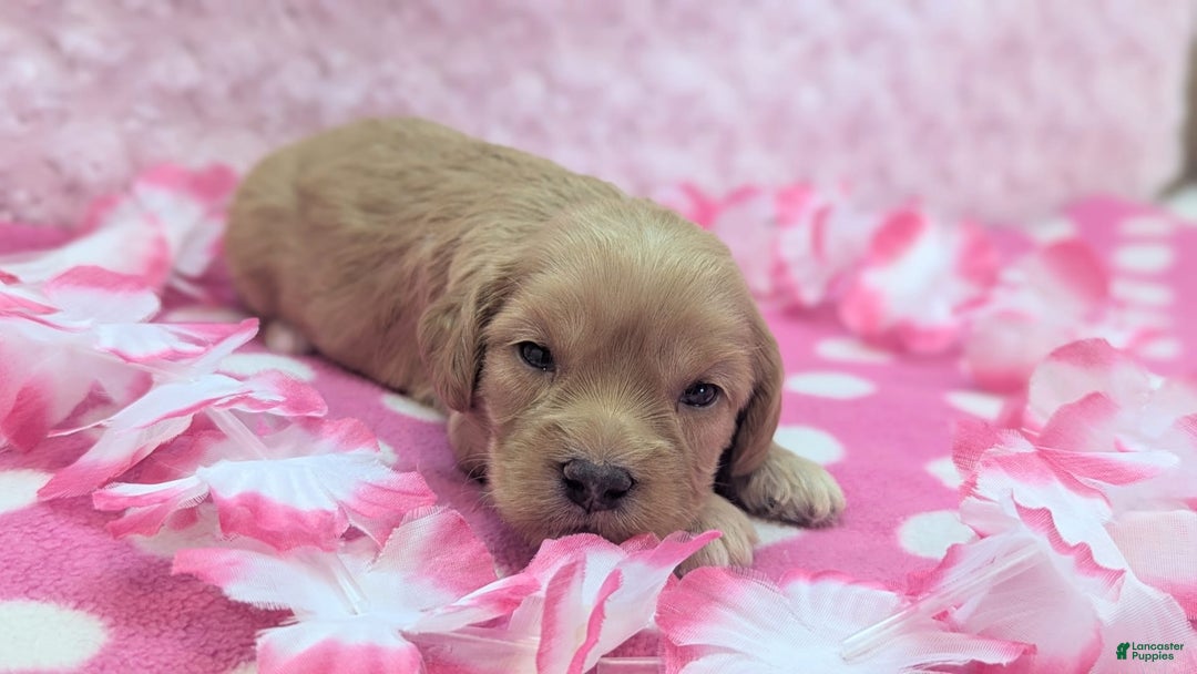 Cockapoo dogs for sale: Lydia - Image 7