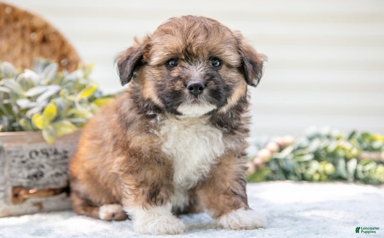 Mini Aussiedoodle dogs - Advert 18