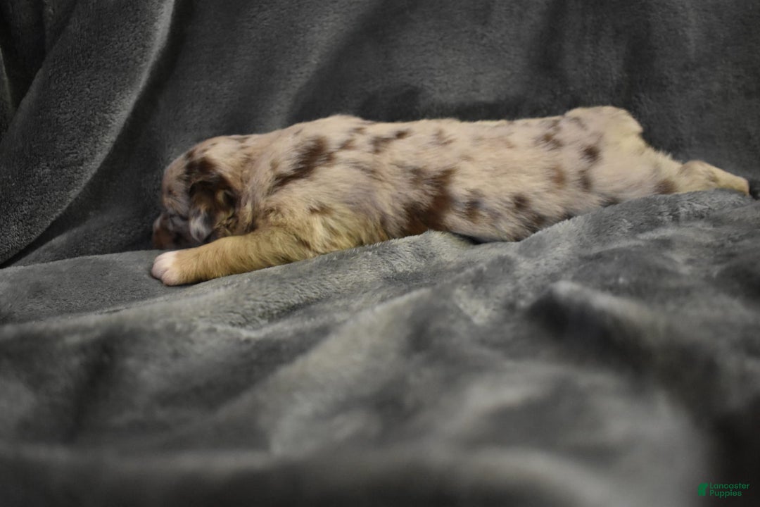 Miniature Australian Shepherd dogs for sale: Ashton - Image 3