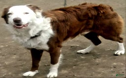 Border Collie dogs for sale: Bear - Image 25