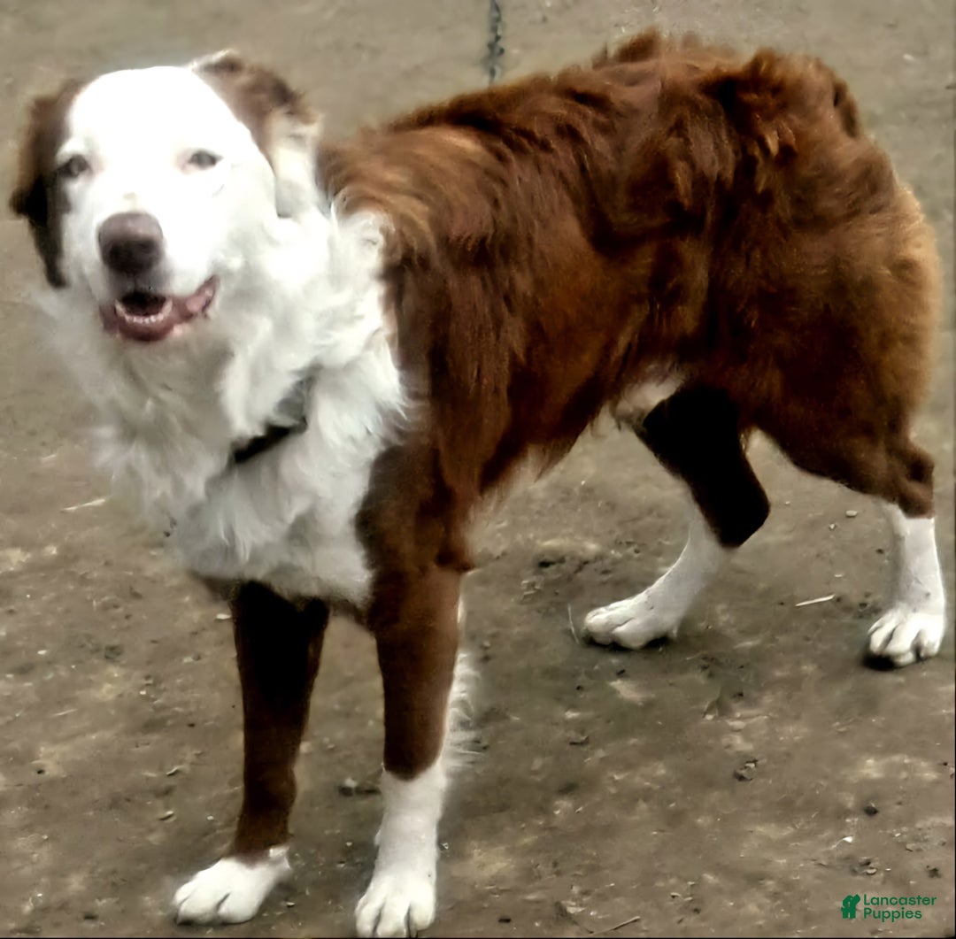 Border Collie dogs for sale: Bear - Image 25