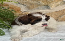 Mini Aussiedoodle dogs for sale: Ripley - Image 2