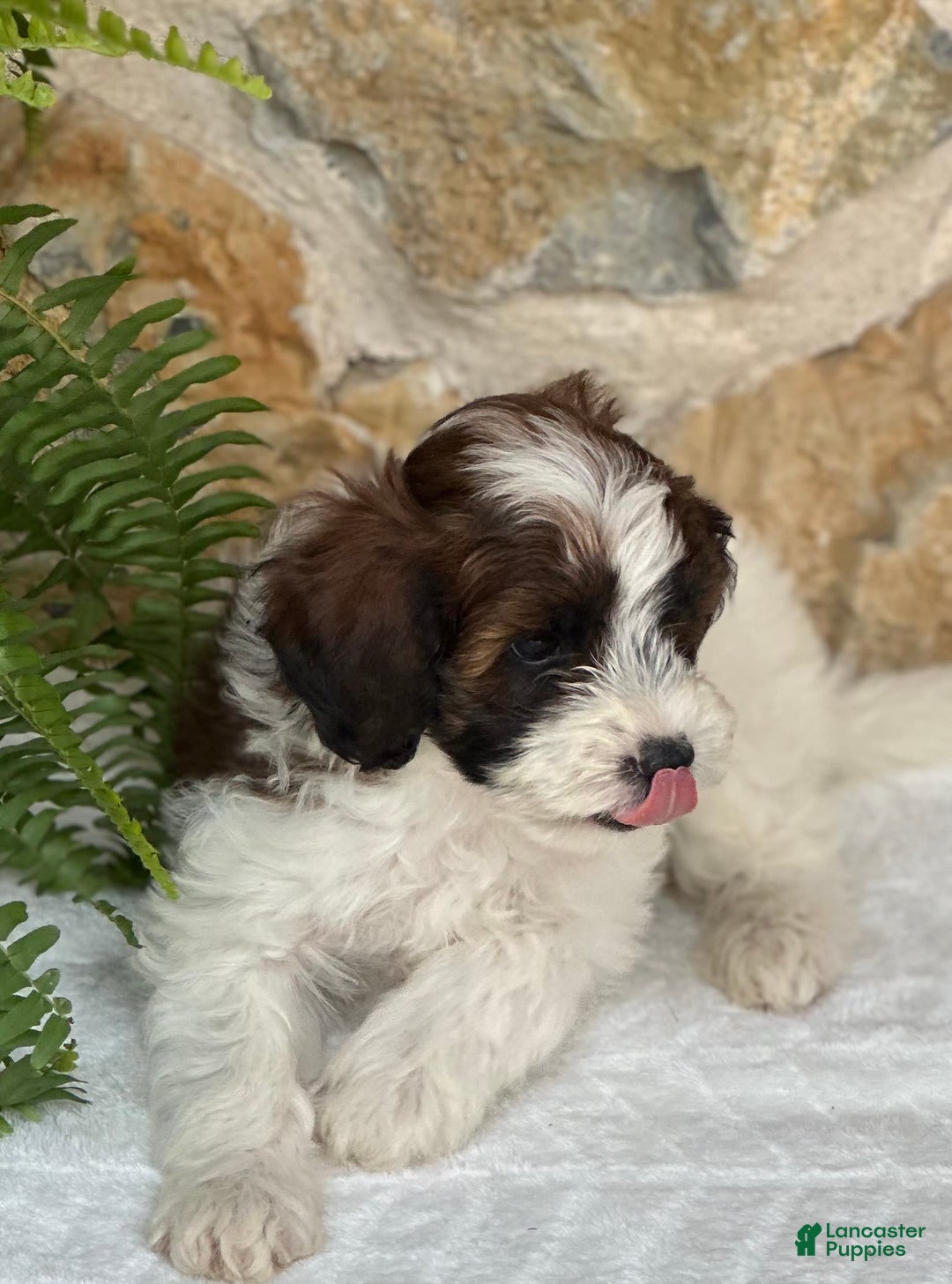 Mini Aussiedoodle dogs for sale: Ripley - Image 2