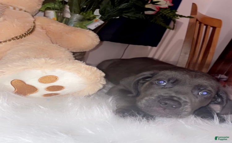 Cane Corso dogs for sale - Ad 5
