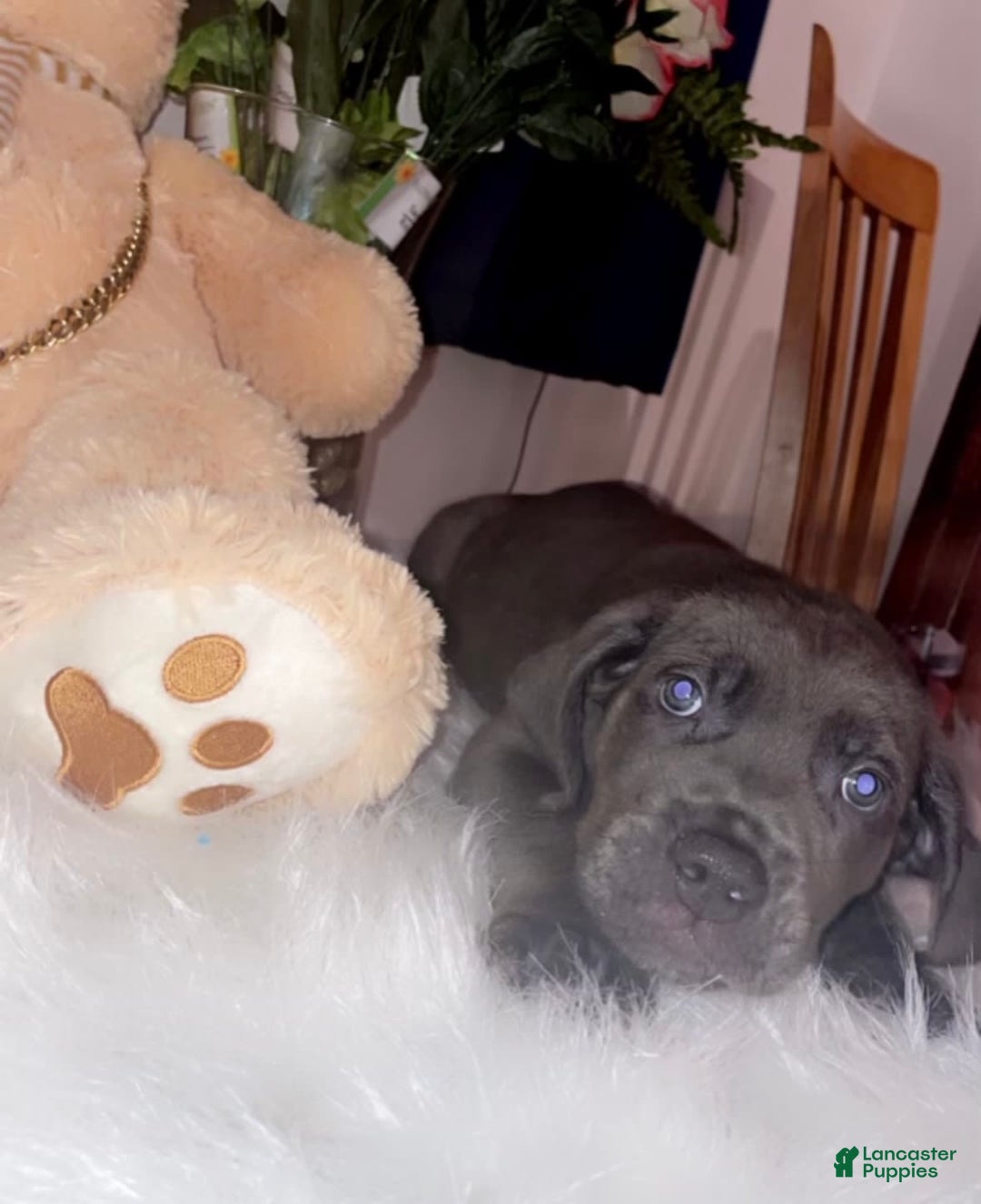 Cane Corso dogs for sale: Grey - Image 1