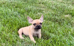 French Bulldog dogs for sale: Harris - Image 1