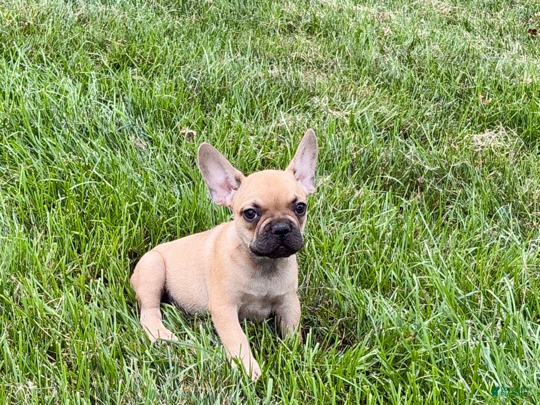 French Bulldog dogs for sale: Harris - Image 1