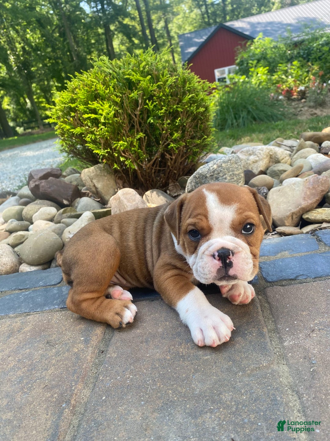 English Bulldog dogs for sale: Denver - Image 5