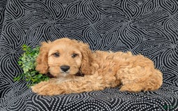Cockapoo dogs for sale: Fleming - Image 7