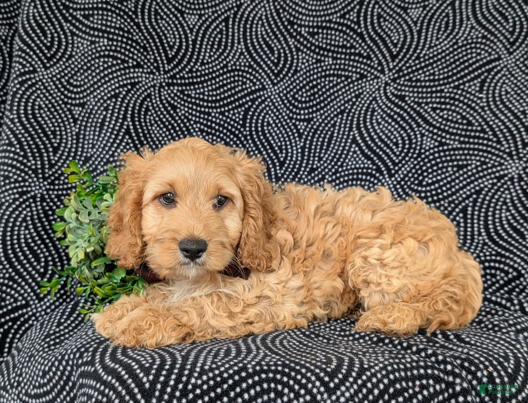 Cockapoo dogs for sale: Fleming - Image 7