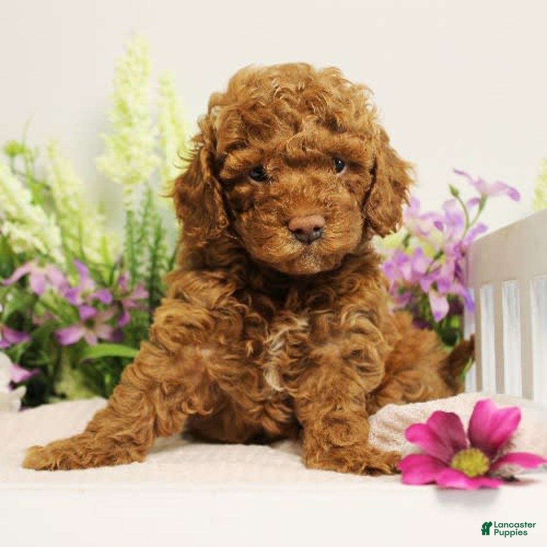 Toy Poodle dogs for sale: Wondercloud - Image 7