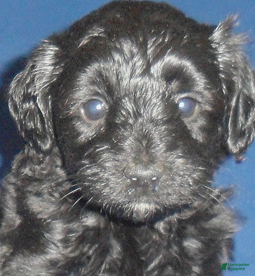 Yorkiepoo dogs for sale: Inky - Image 13
