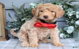 Goldendoodle dogs for sale: Anderson - Image 3