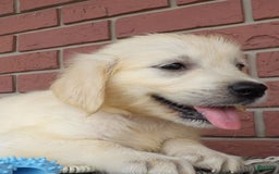 Golden Retriever dogs for sale: Rover - Image 3