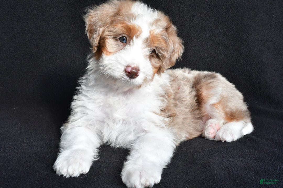 Mini Aussiedoodle dogs for sale: Julia - Image 4