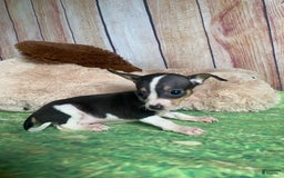 Toy Fox Terrier dogs for sale: Biggie - Image 2