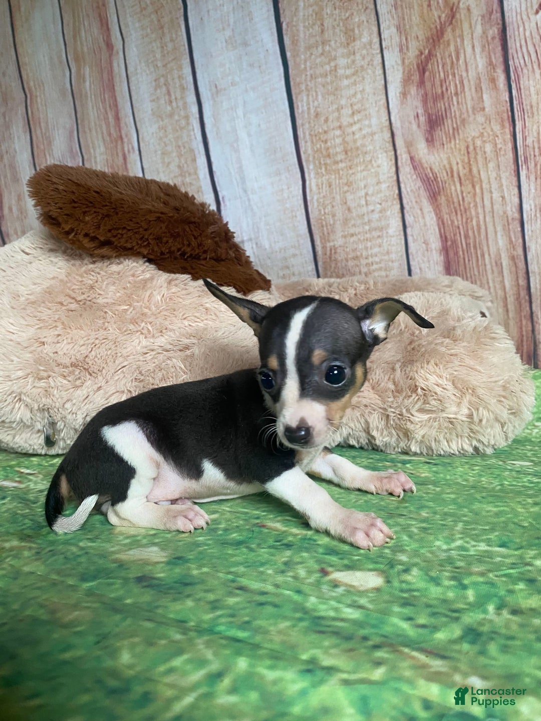 Toy Fox Terrier dogs for sale: Biggie - Image 2