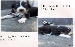 Australian Shepherd dogs for sale: Light Blue Collar - Image 1