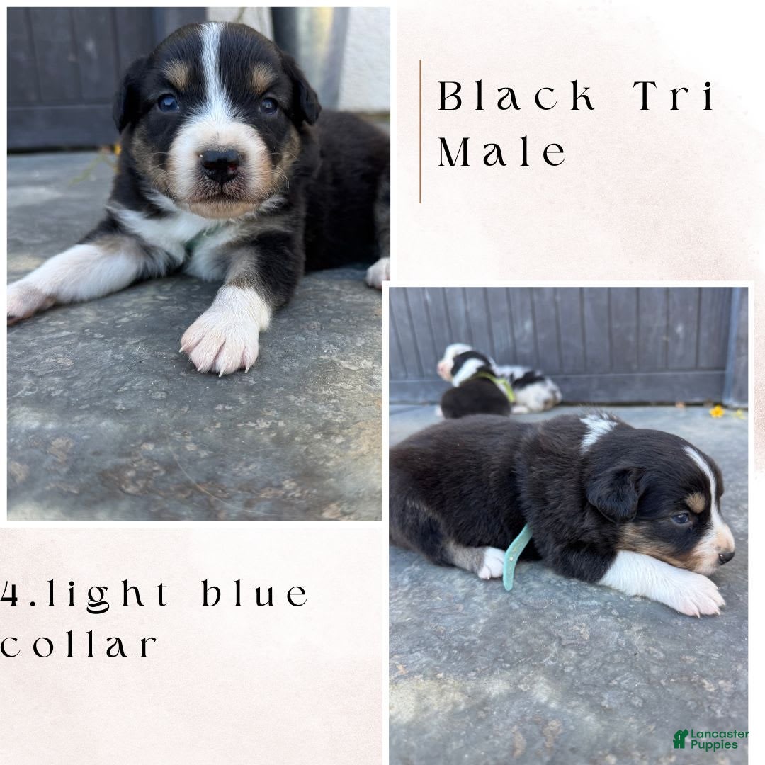 Australian Shepherd dogs for sale: Light Blue Collar - Image 1