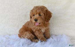 Cockapoo dogs for sale: Cockapoo 5 puppies - Image 24