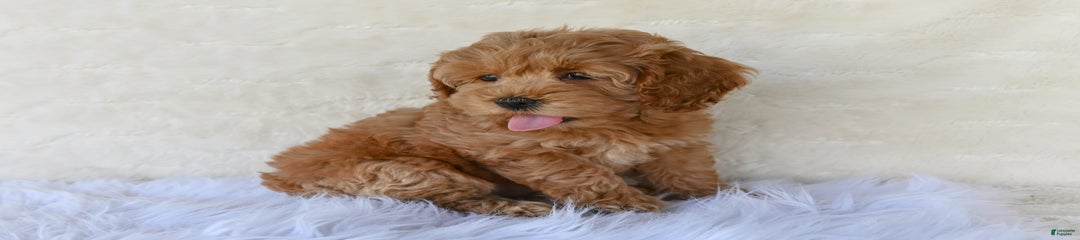 Sammy