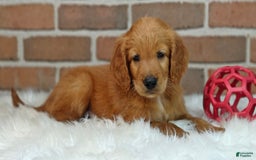 Goldendoodle dogs for sale: Rocky - Image 16