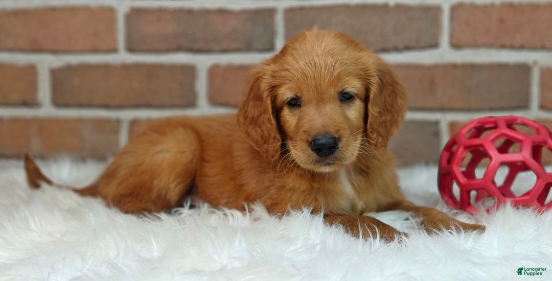 Goldendoodle dogs for sale: Rocky - Image 16