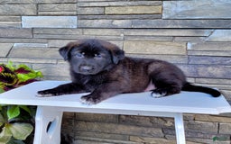 Labrador Retriever dogs for sale: Jabel - Image 1