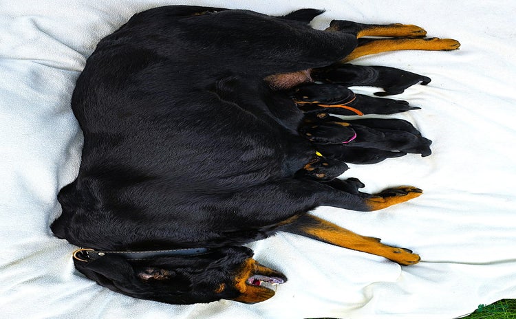 Rottweiler dogs - Advert 29