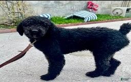 Goldendoodle dogs for sale: Brooklyn - Image 12