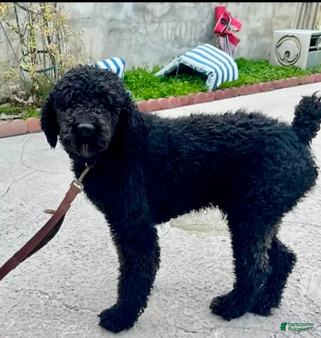Goldendoodle dogs for sale: Brooklyn - Image 12