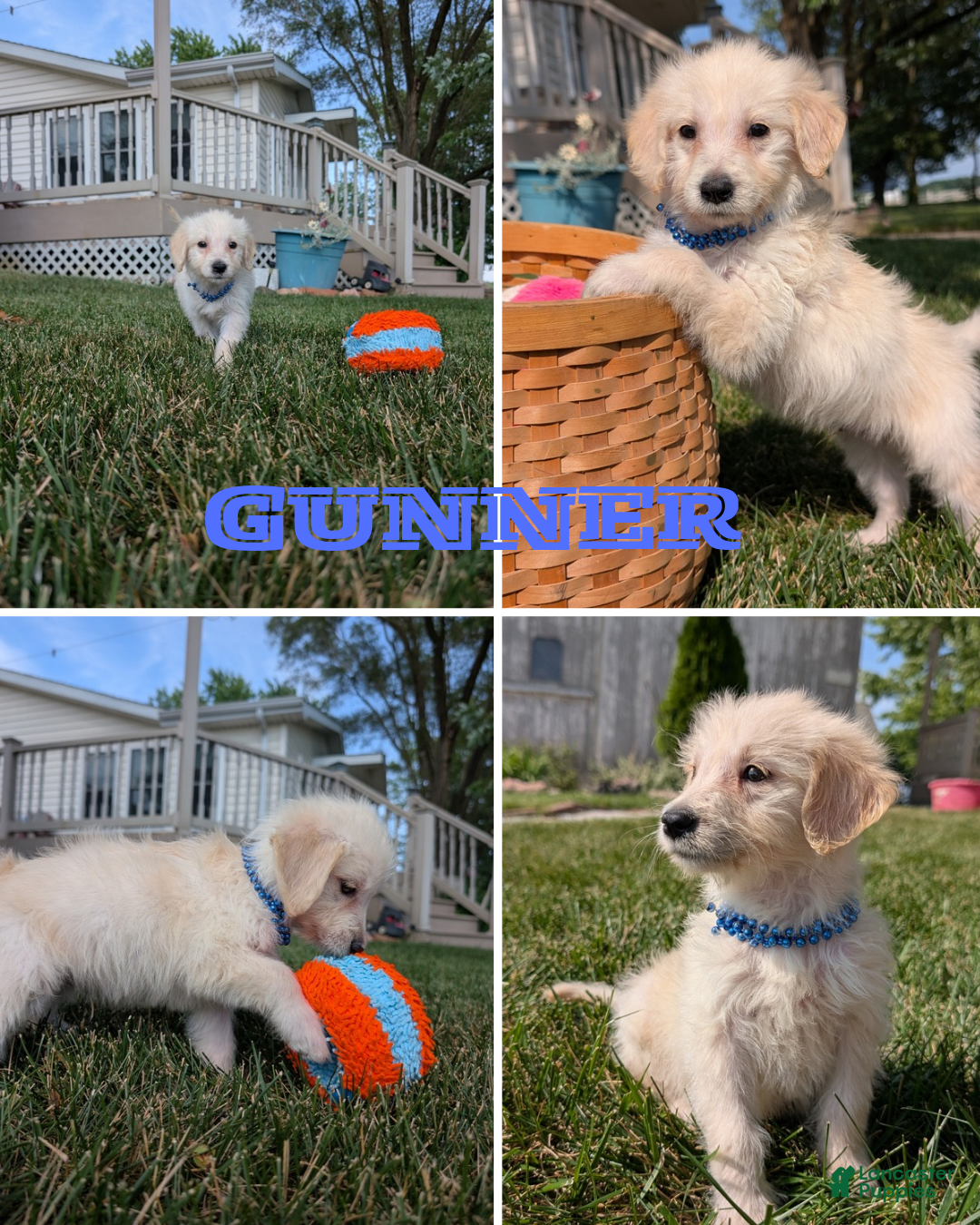 Goldendoodle dogs for sale: Gunner - Image 3