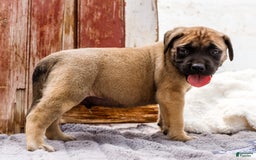 English Mastiff dogs for sale: Horace - Image 23