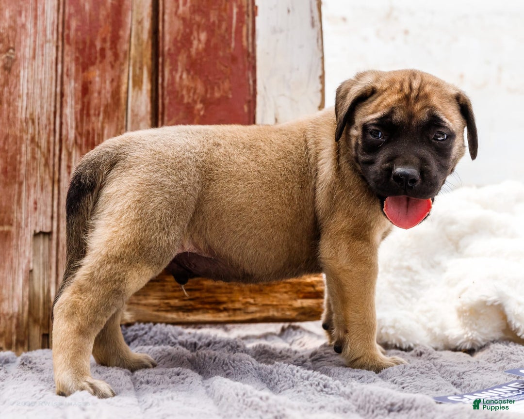 English Mastiff dogs for sale: Horace - Image 23