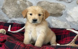Golden Retriever dogs for sale: Sandy - Image 2