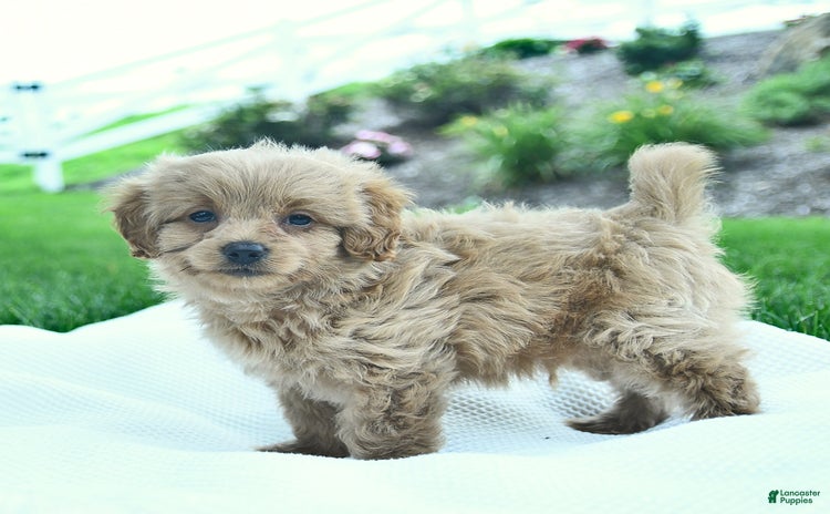 Cavapoo dogs for sale - Ad 2